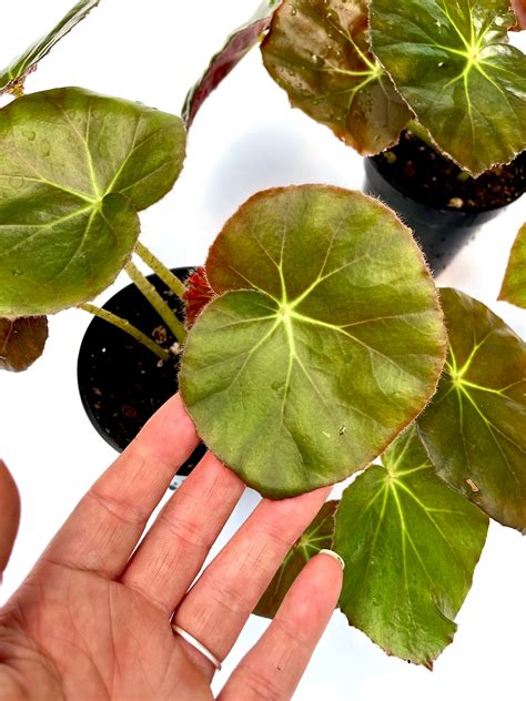 Begonia Erythrophylla Beefsteak Begonia full 3 pot | Etsy