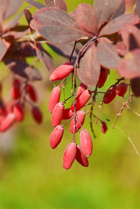 Top 15 Benefits of Berberine for Your Health - Healthier Steps