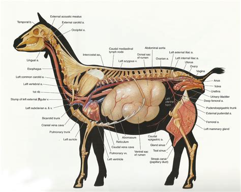 Archer's Acres: Anatomy : Capra hircus