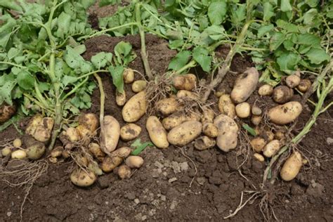 Harvesting Potatoes » Top Tips