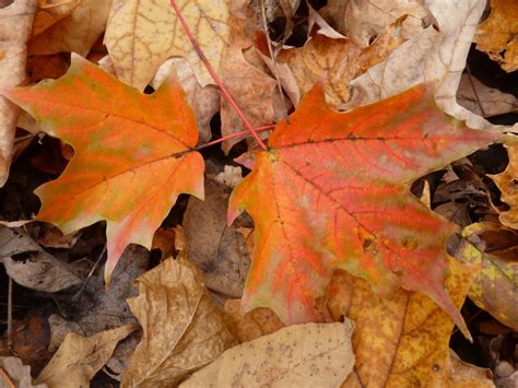 Free Images : forest, branch, fall, orange, color, autumn, season ...