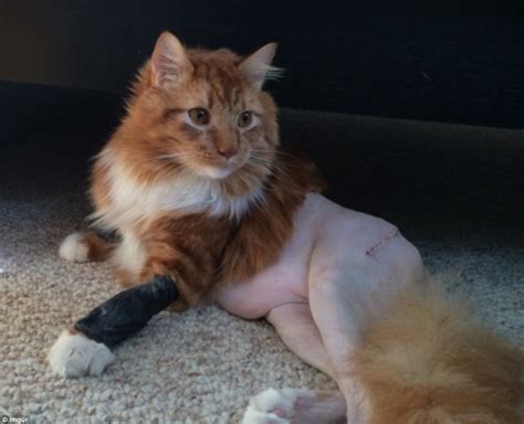 Cat photo posted on Reddit and Imgur sees user react to half its shaved body | Daily Mail Online