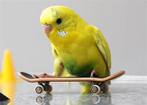 Funny Budgies Nice Pictures 2012 - Pets Cute and Docile