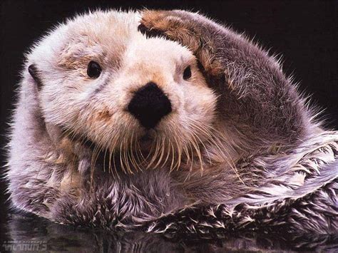 Cute Sea Otter Wallpaper