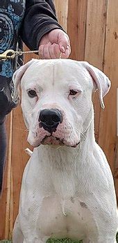 Dogo Argentino - Dogo Argentino - abcdef.wiki