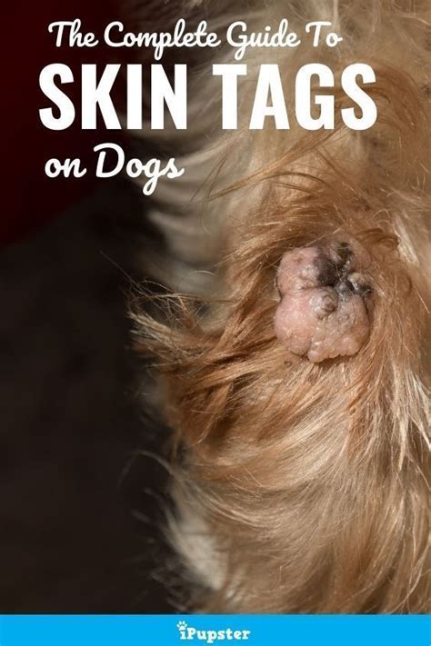 Dogs with skin tags How to Prevent and Remove Them [Expert Opinion]