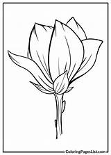 Magnolia Coloring Pages 20 Free PDF Printables  List sketch template