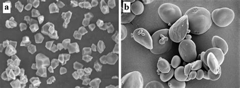 Scanning electron microscopy of rice (a, at 2000X) and wheat (b, at... | Download Scientific Diagram