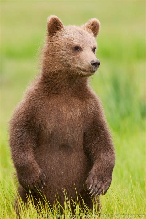 Brown Bear Cub | Photos by Ron Niebrugge