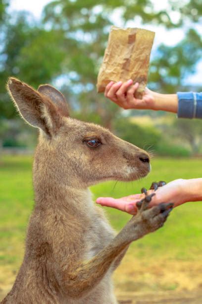 Kangaroo Hands Stock Photos, Pictures & Royalty-Free Images - iStock