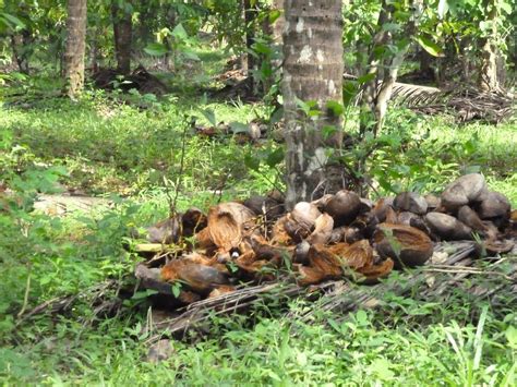 Coconut husk mulch | India | Cyndy Sims Parr | Flickr