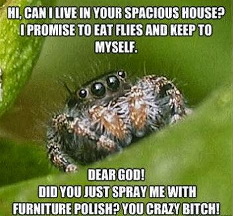 Chuck's Fun Page 2: Five of the "spider" meme