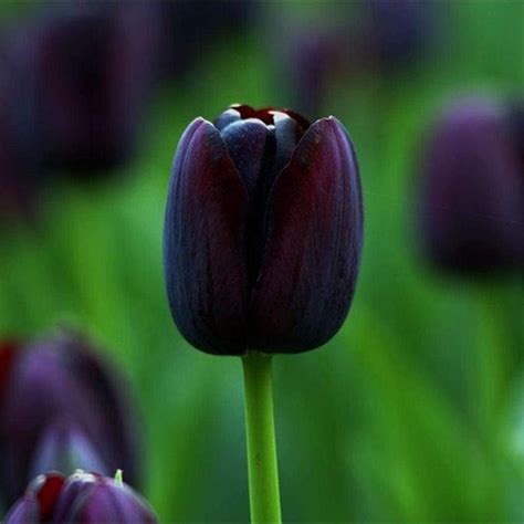 10 Jerusalem Tulip Bulbs for Planting - 10 Bulbs to Grow - Walmart.com