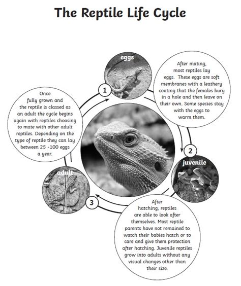 reptile life cycle – St Margaret's Lee