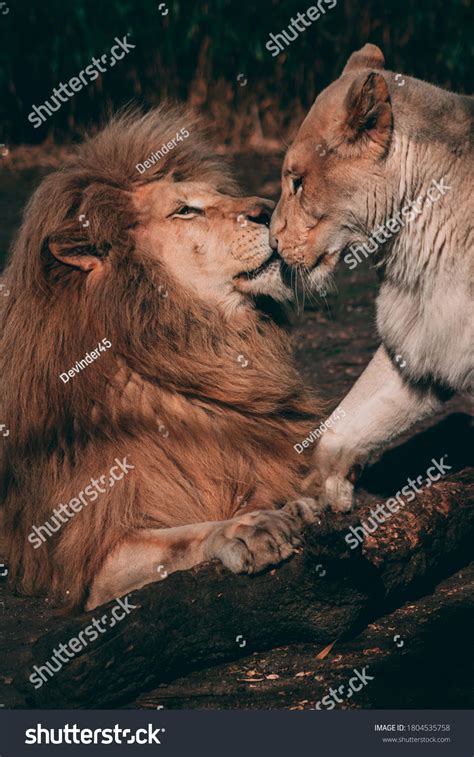 King Lion Lioness Kiss Lovely Couple Stock Photo 1804535758 | Shutterstock