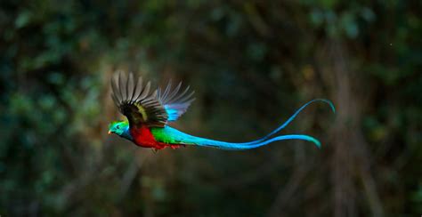 El Quetzal | Most beautiful animals, Bird, Quetzal