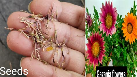 How to collect Gazania seeds|गजानिया के बीज कैसे कलेक्ट करें|With Niti - YouTube