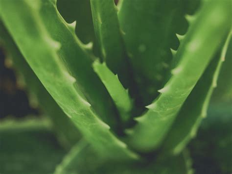 Green Aloe Vera Closeup Free Stock Photo - Public Domain Pictures