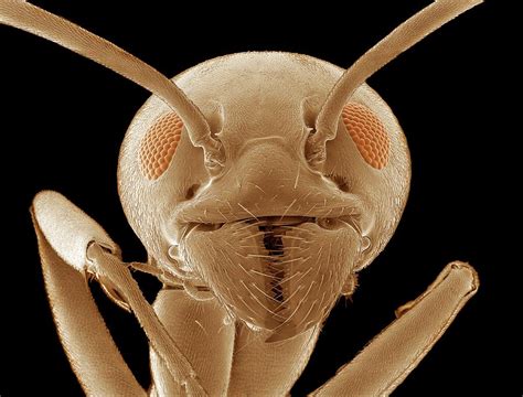 Ant Head Photograph by Thomas Deerinck, Ncmir - Pixels