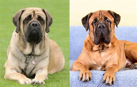 What Is The Average Size Of A Bullmastiff