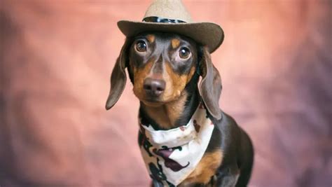 10 Best Wiener Dog Costumes For Halloween [PICTURES] - DogTime