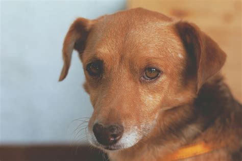 Brown and Black Short Coat Dog · Free Stock Photo