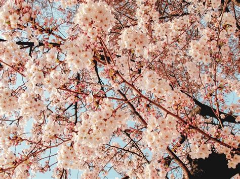 15 of the Most Picturesque Places To See Cherry Blossoms In Seoul – The ...