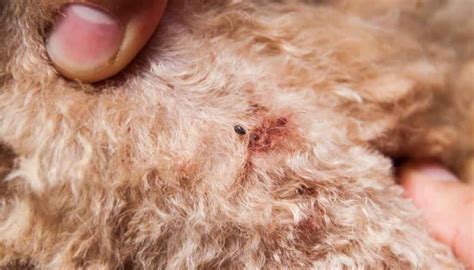 How Do I Get Rid Of Little Black Bugs On My Dog: Tips For A Bug-Free Pup!