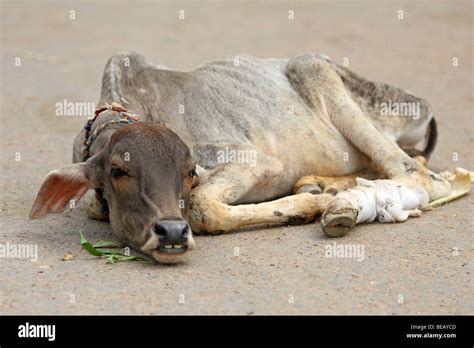 injured indian cow rest on the street Stock Photo - Alamy