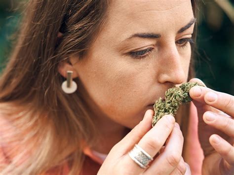 Moldy Weed: What to Look for and How to Handle It