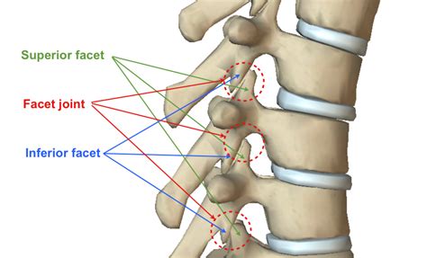 Pin on Anatomy