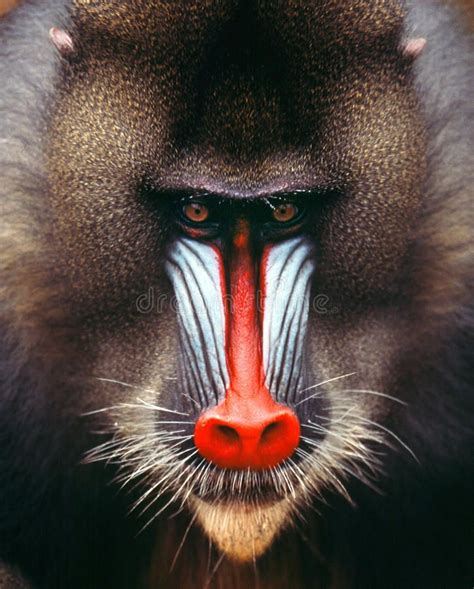 Mandrill. Baboon monkey africa Gabon muzzle head face look ape , #AD, #monkey, #africa, # ...