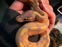 48 Banana Python Snakes ideas | cute snake, pet snake, pretty snakes