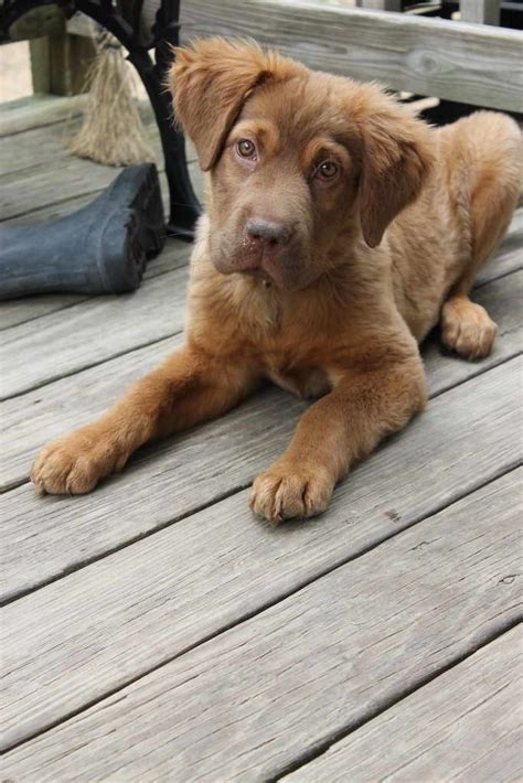 Chocolate Lab And Golden Retriever Mix Information | PETSIDI