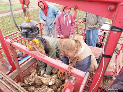 Harvesting Sugar Beet Research Plots in 2015 | CropWatch | University ...