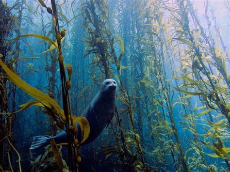 Pin von Mimi Scholer auf Kelp * Seaweed | Unterwasserfotos, Ozean ...