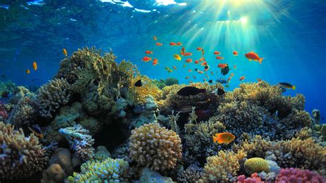 5 Surprising Facts About Coral Reefs | Oceans Without Borders