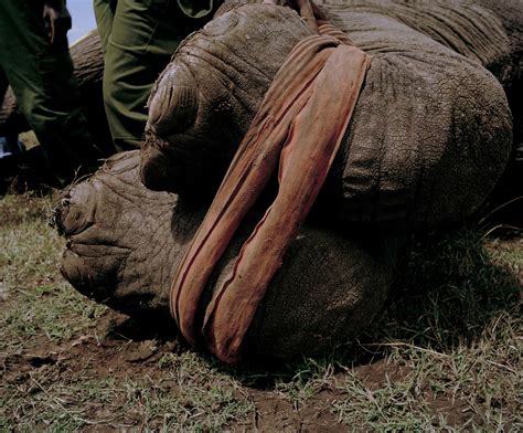 Powerful Photos of Rhinos and Elephants in Danger | Time