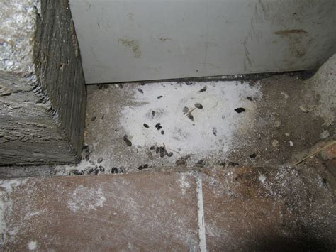 Inside disgusting takeaway restaurants infested with rotting rats, mouse poo and mouldy food ...