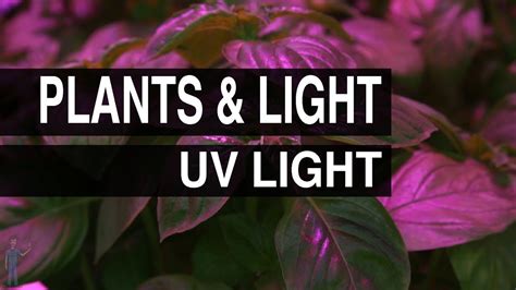 UV Light : Plants & Light #103 - YouTube