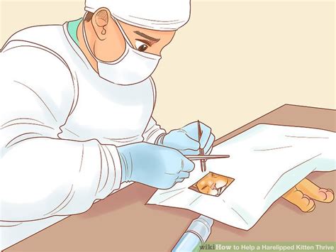 3 Ways to Help a Harelipped Kitten Thrive - wikiHow Pet