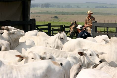 Pecuária: ABCZ promove curso sobre manejo de gado - Sertanejo Oficial