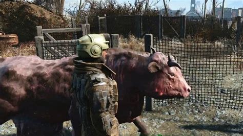 Fallout 4: Brahmin Does Not Come to The Settlement | GamesCrack.org