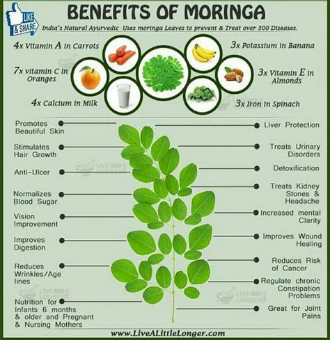 Moringa Tinctures - Moringa has many important vitamins and minerals ...