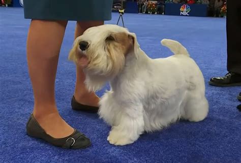 National Dog Show 2023 Winner: Sealyham Terrier Wins Best In Show