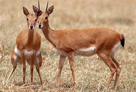 Oribi | Antelope | South Africa... | Africa wildlife, African wildlife ...