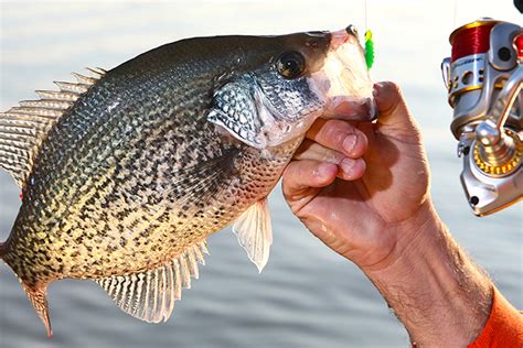 2017 North Carolina Fishing Forecast - Game & Fish