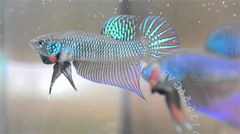 Beautiful Betta Smaragdina! - YouTube