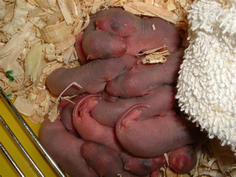 newborn rats 1 Free Photo Download | FreeImages