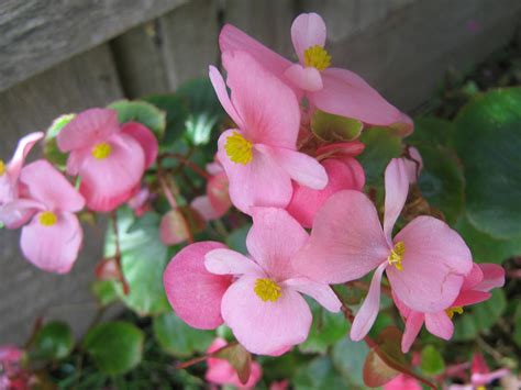 Begonia Free Stock Photo - Public Domain Pictures